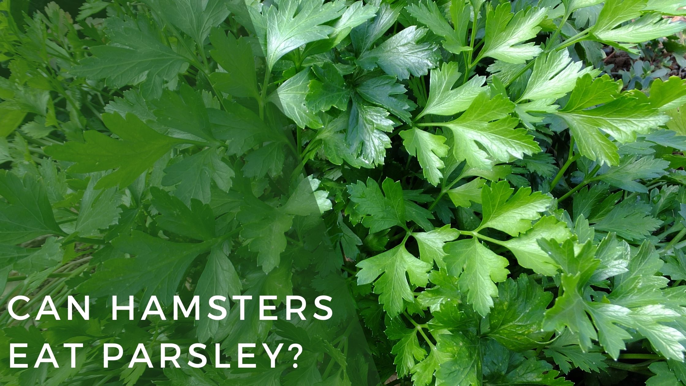 Can Hamsters Eat Parsley_